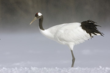 Red-crowned crane or japanese crane, Grus japonensis