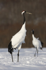 Red-crowned crane or japanese crane, Grus japonensis