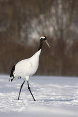 Red-crowned crane or japanese crane, Grus japonensis