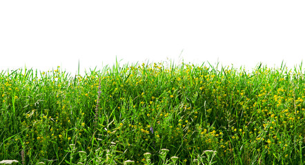 Annual herbs isolated on white background