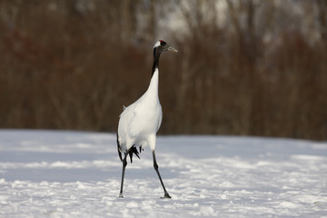 Obraz premium Red-crowned crane or japanese crane, Grus japonensis