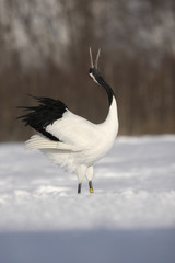 Red-crowned crane or japanese crane, Grus japonensis
