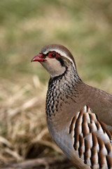 Red-legged partridge, Alectoris rufa