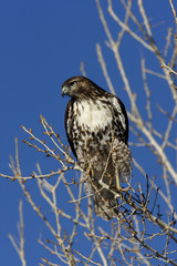 Red-tailed hawk, Buteo jamaicensis