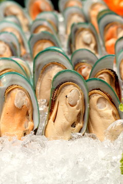 New Zealand mussels and ice close up
