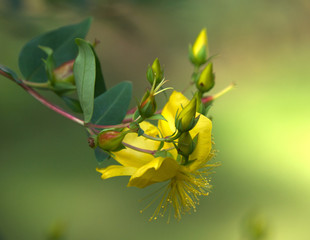 Hypericum