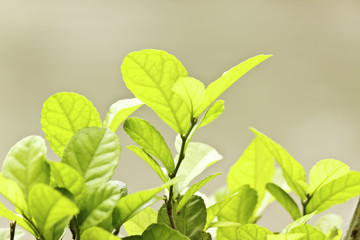 Fototapeta na wymiar The Khoi leaf