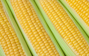 Fresh corn cob background
