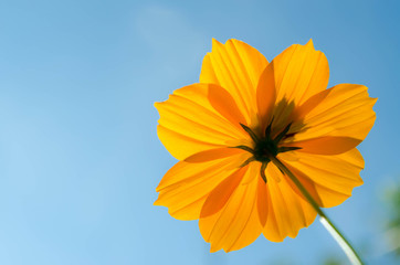 Cosmos sulphureus Cav.