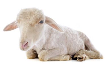 Naklejka premium young lamb