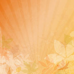 Autumn Paper Sunlight