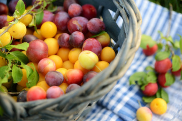 Verschieden farbige Wildpflaumen