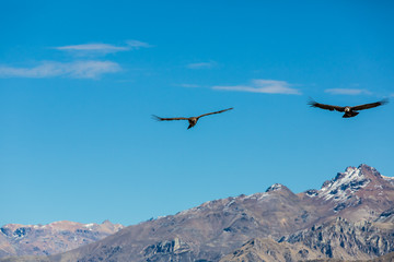 Flying condor over Colca canyon,Peru,South America.