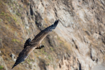 Flying condor over Colca canyon,Peru,South America.