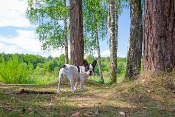 French bulldog on walk in the forest