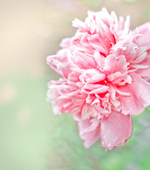 Fototapeta premium Beautiful peony flowers in sun blure
