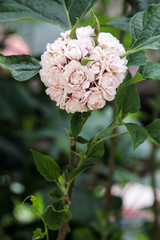 Blooming rose clerodendrum flower