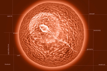 sperm and ovule