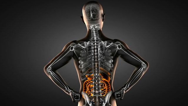 human entrails radiography scan 