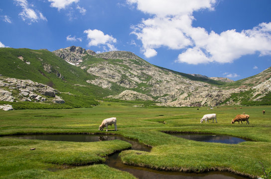 Pozzines (pozzi) - Val d'Ese - Corse