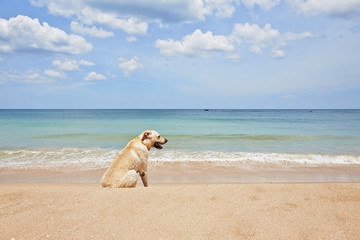 Dog on the beach