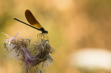 demoiselle, Corse © B.Bouvier