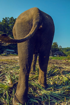 image elephant