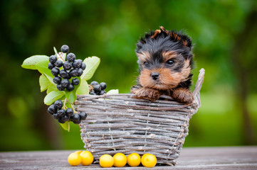 adorable yorkshire terrier puppy in a basket © otsphoto