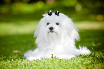 maltese dog portrait outdoors - obrazy, fototapety, plakaty