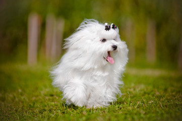 maltese dog running