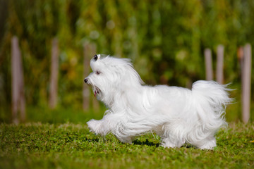 maltese dog running