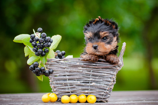 adorable yorkshire terrier puppy in a basket