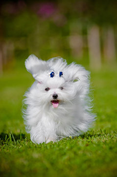 Maltese Dog Running