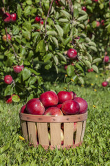 Bushel of Apples