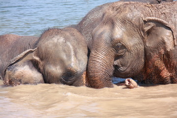 Fototapeta na wymiar Elephant relationship