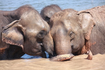 Fototapeta na wymiar Elephant relationship