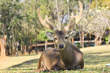 Deer close-up