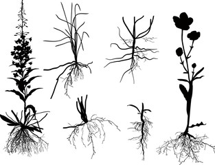 wild plants with roots isolated on white © Alexander Potapov