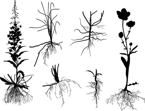 wild plants with roots isolated on white