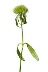Green Dianthus flower isolated on white