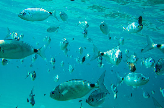 Oblades en m&eacute;diterran&eacute;e