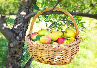 Healthy organic apples in the basket