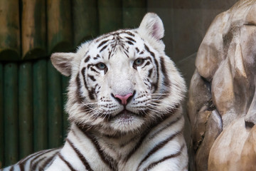 White tiger head