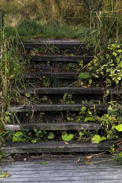 Wood Stairs In Forrest In Denmark