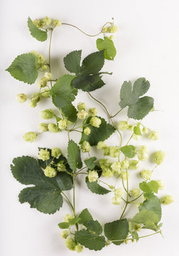 Humulus lupulus / Houblon