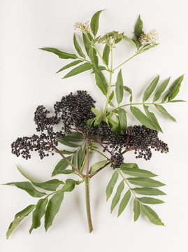 Sambucus ebulus / Y&egrave;ble / Hi&egrave;ble