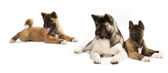portrait of puppy of breed the American Akita with the adult dog