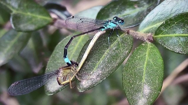 Reproduction libellules