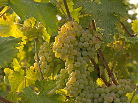 Grappolo d'uva al tramonto