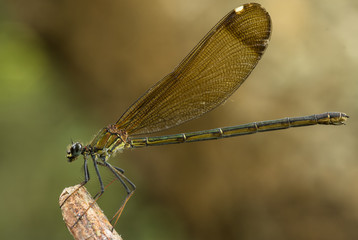 demoiselle gros plan, macro © B.Bouvier